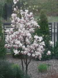 Magnolie pięknie kwitnące.