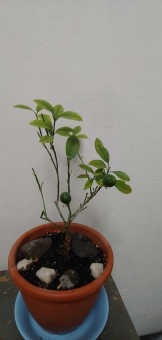 Кумкват Нагамі Nagami цитрус