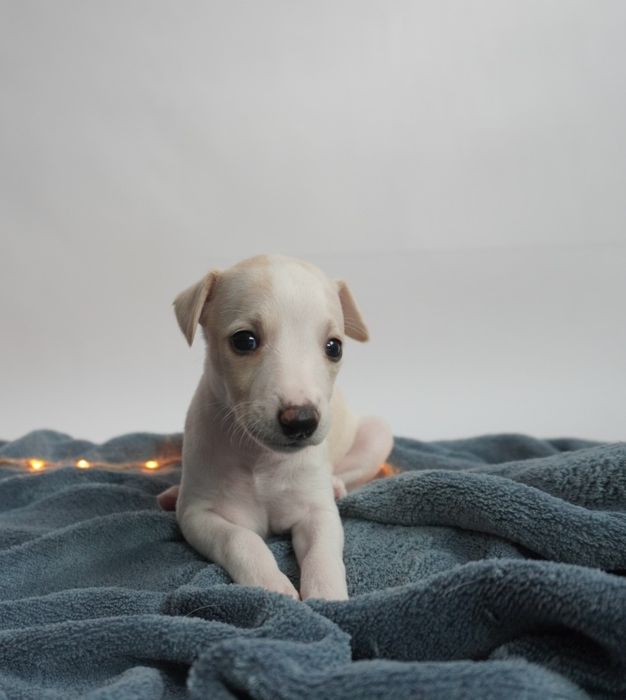 Suczka Chart Angielski Whippet FCI