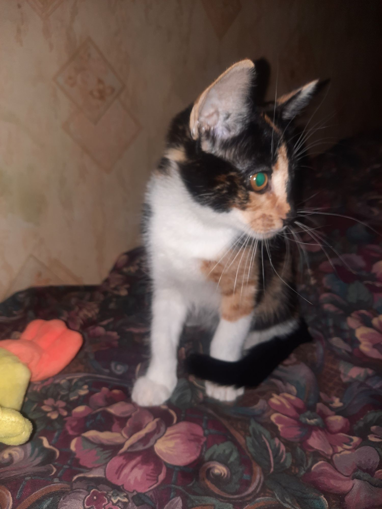 Котёнок ищет любящую семью