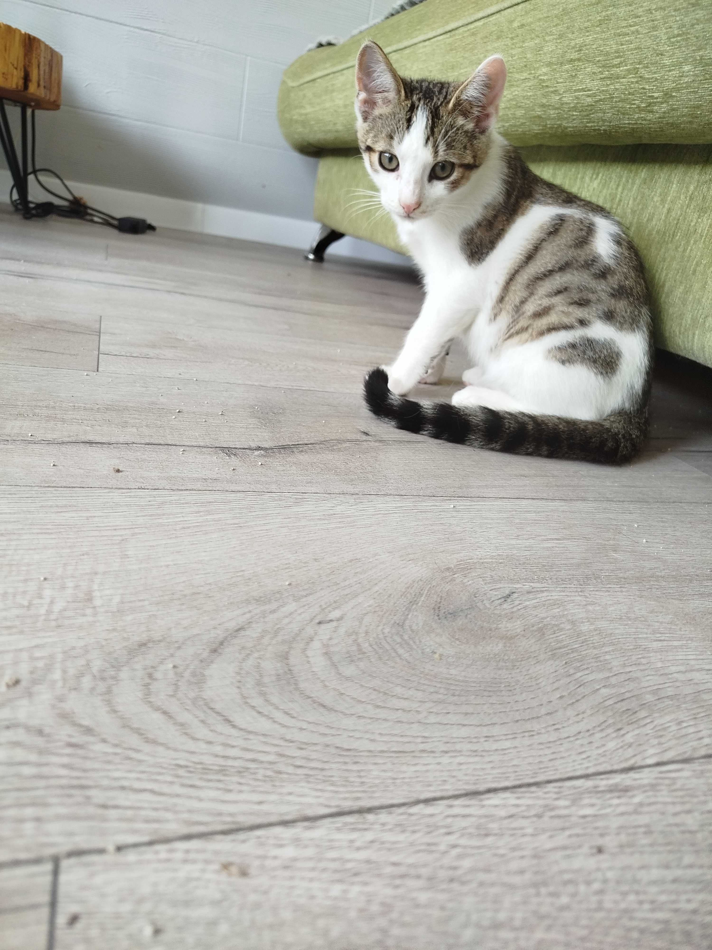 Kotek do adopcji