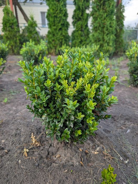 Ялівець Блю Ероу. Кипарис. ТУЯ МІККІ. Вічнозелені рослини. Туя Самшит