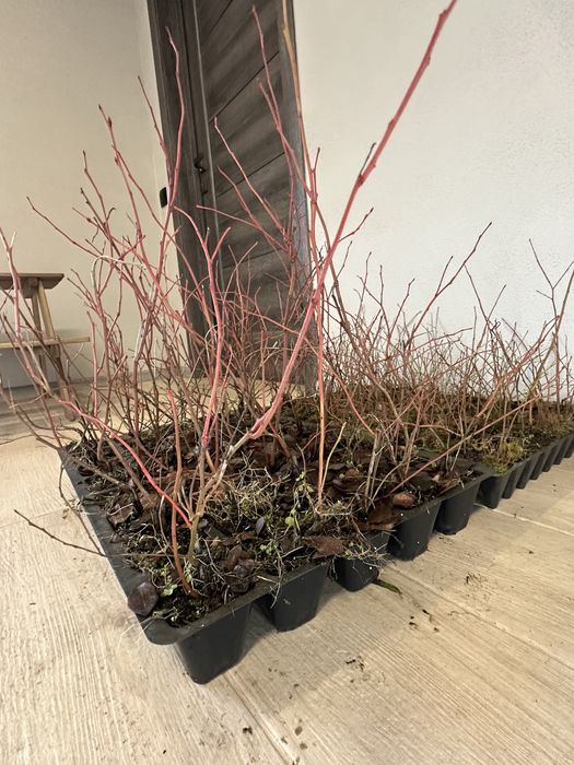 Лохина 1-річка в касетах по 40 шт (голубика, чорниця)