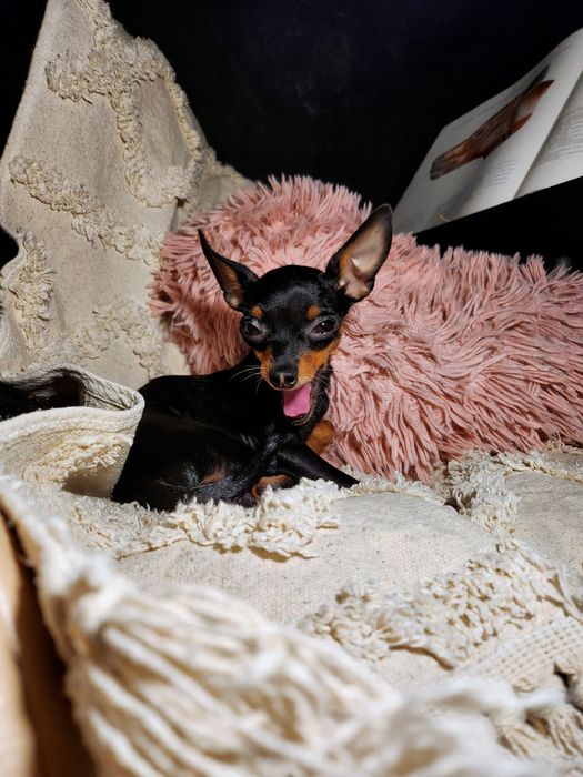 Praski Ratler * Prazsky Krysarik * Ratlerek (nie pinczer miniaturowy)