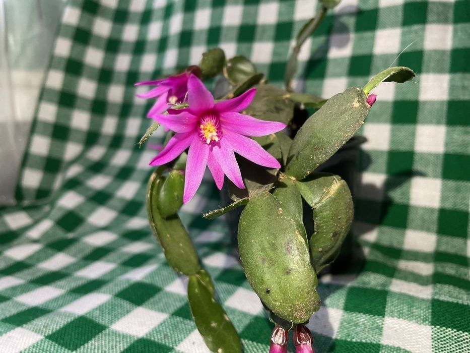 Продам рождественник (шлюмбергера)