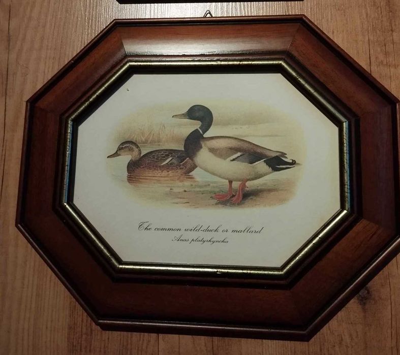 Vintage - quadros - tema patos
