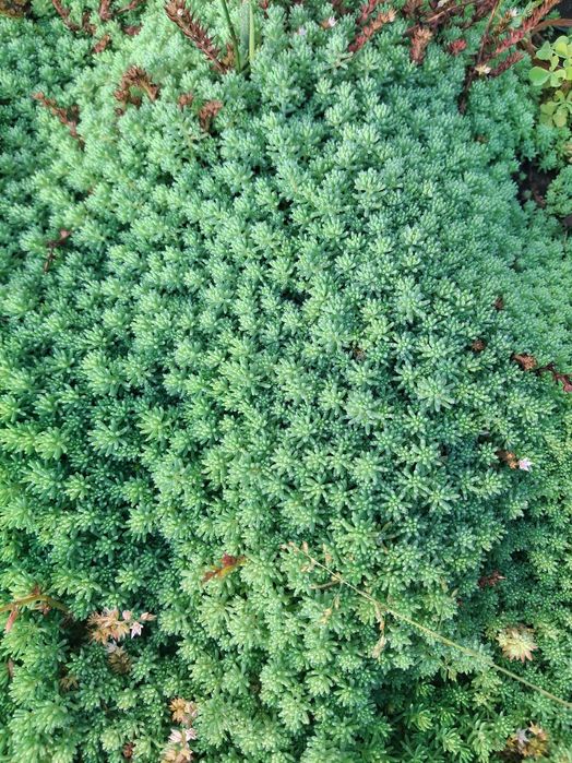 Продам садові декоративні рослини