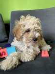 Szczeniak Maltipoo