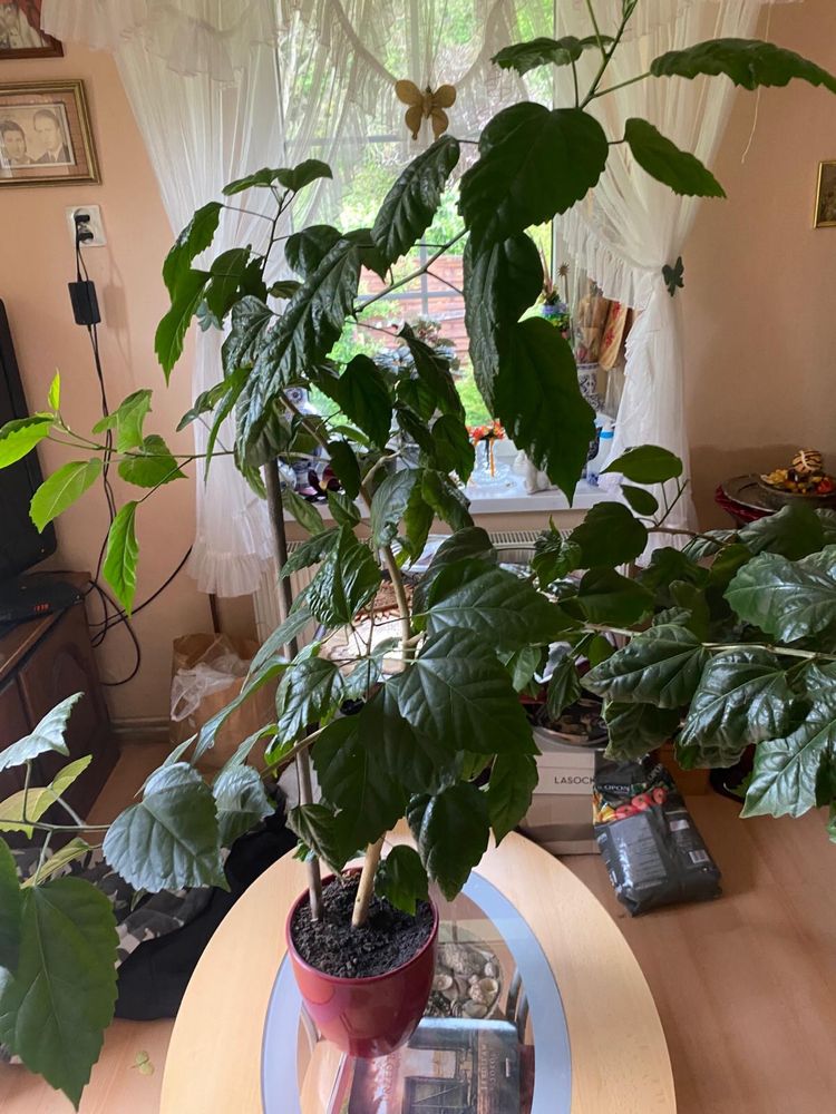 Róża chinska hibiskus w donicy 1-1,5 metra