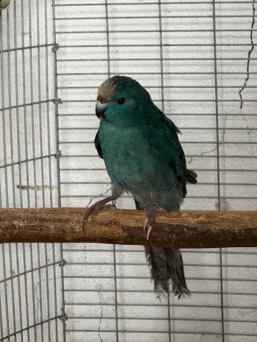 KAKARIKIS DE QUALIDADE SUPER