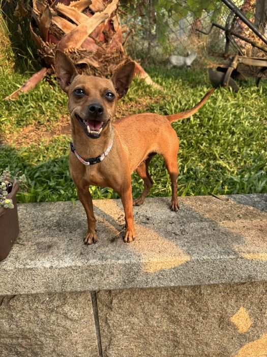 Luna - 3 anos, Pinscher
