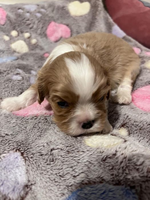 Cavalier King Charles Spaniel