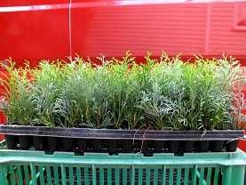 tuja szmaragd, danica gold, danica, hoseri, europe gold