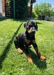 Szczeniak Doberman!! Gotowy do odbioru!!