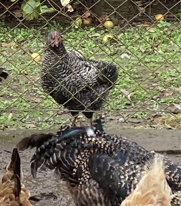 Півень  /. Когут