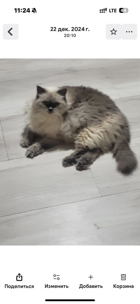 Отдам британскую кошку