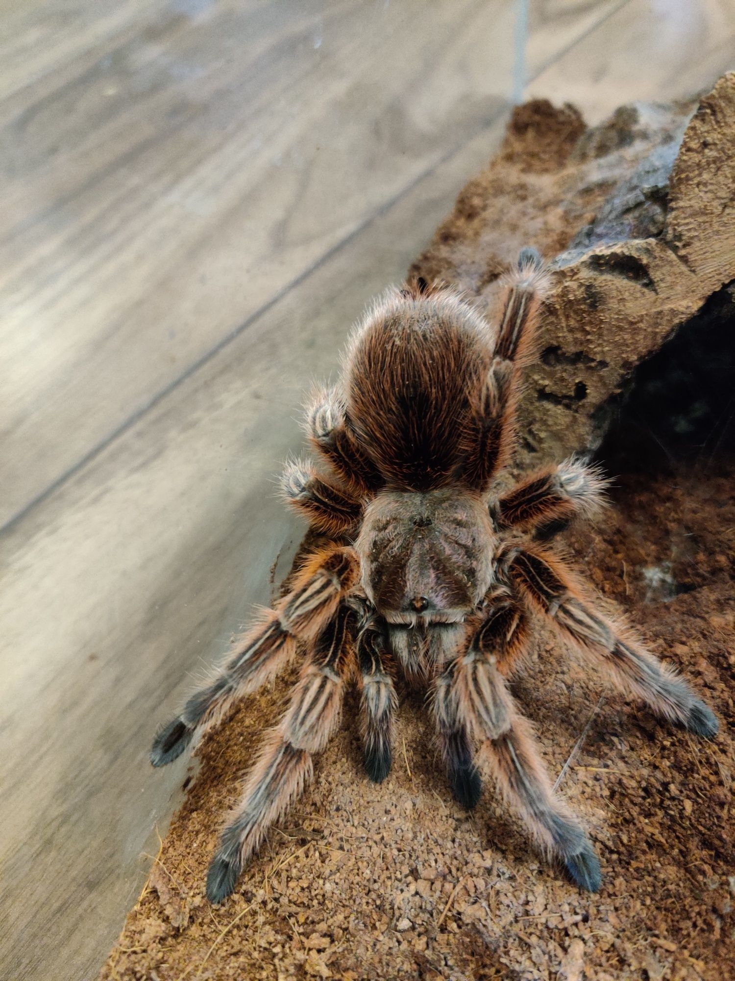 Grammostola rosea RED L3