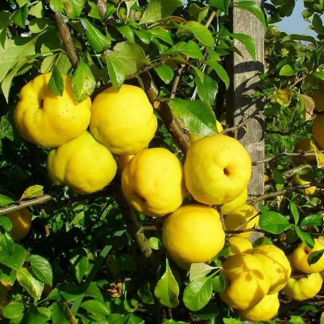 Pigwowiec japoński SADZONKI Chaenomeles japonica C2 20cm WYSYŁKA