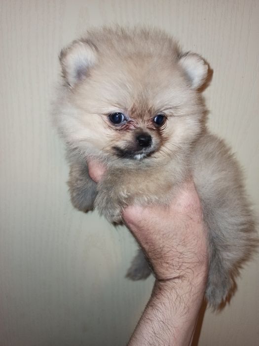 Щенки померанского шпица девочка
