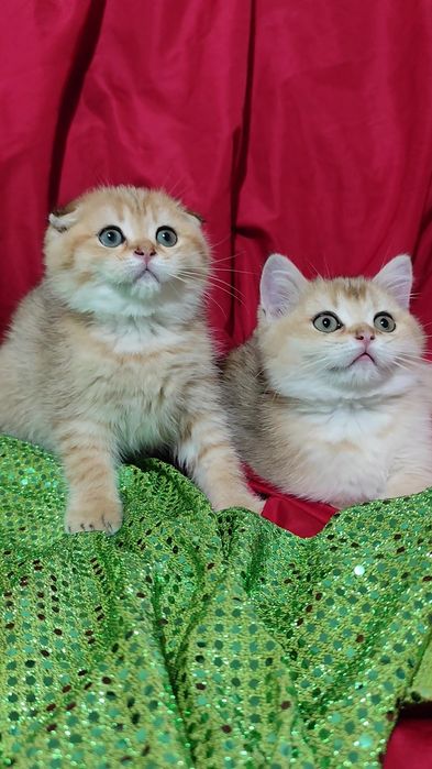 Шикарные прямоухие вислоухие котята золотая шиншилла мальчик девочка