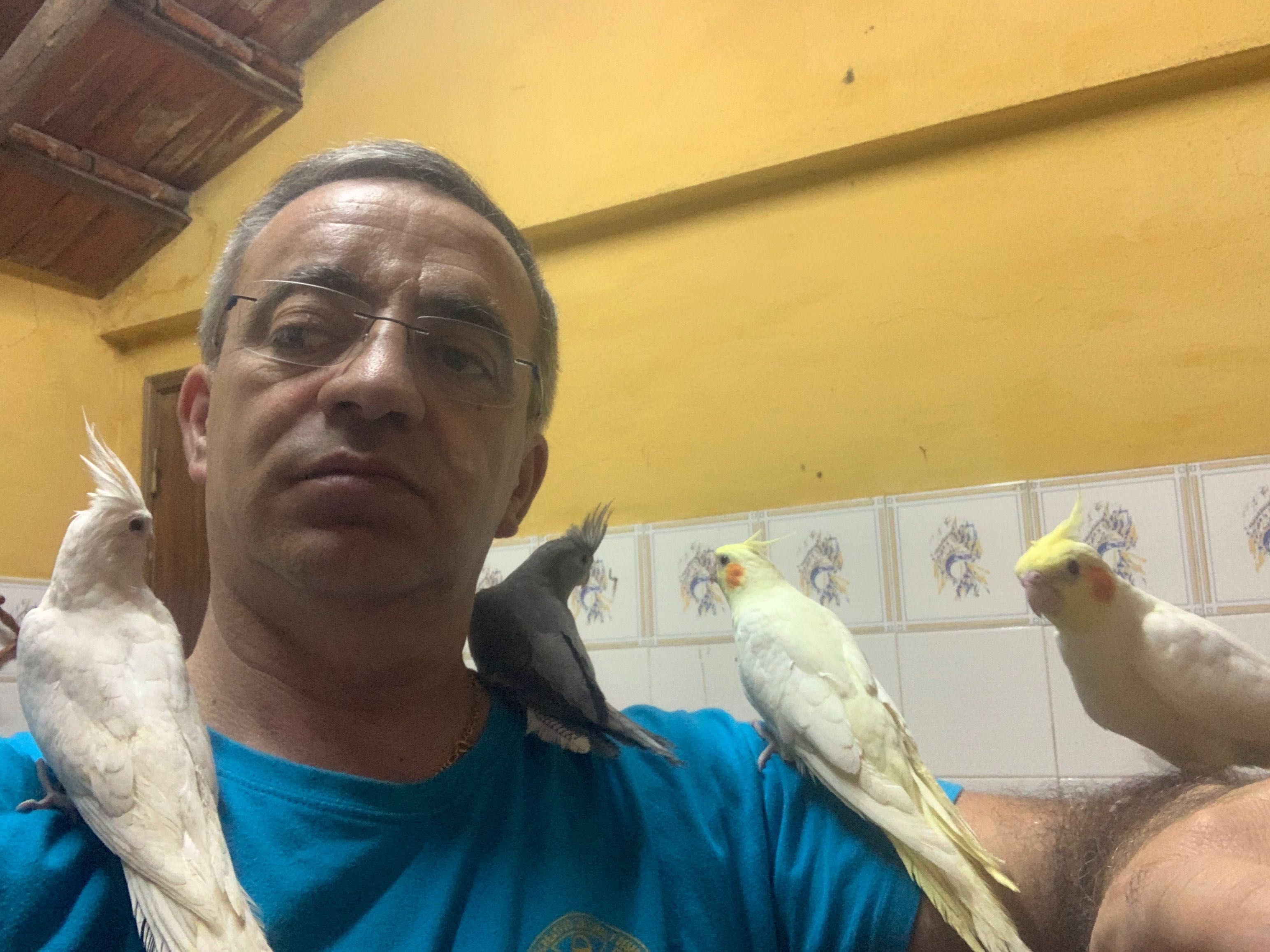 caturras criadas à mão