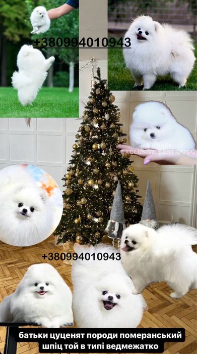 Ексклюзивні VIP цуценята. SUPER VIP mini білі померанські шпіци