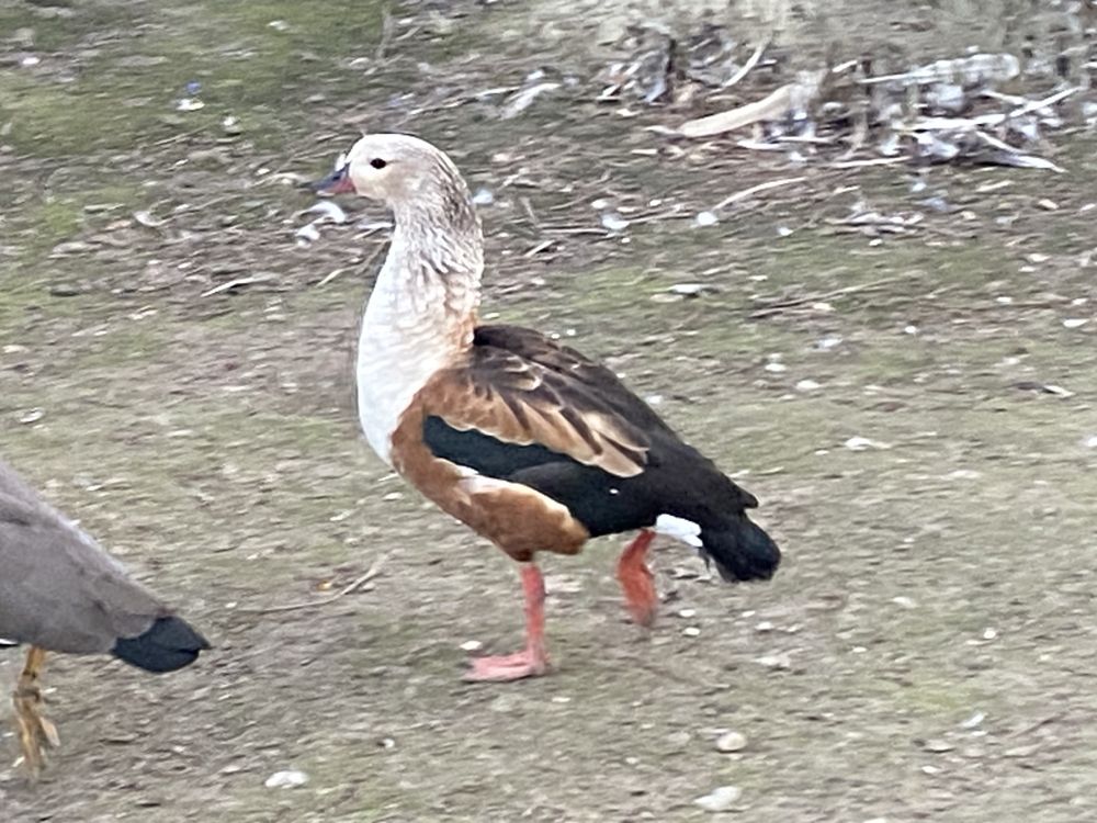 Gęsiówka orinoko gęsi ozdobne ptaki