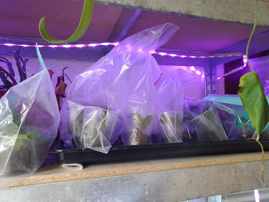 Гибискусы комнатные