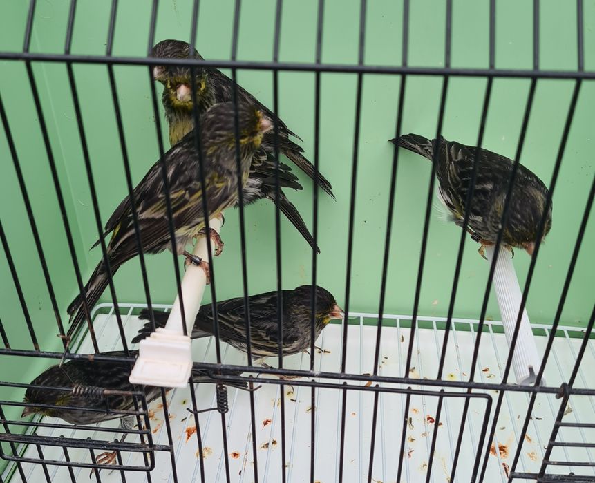 Canários Negros Amarelo Mosaico