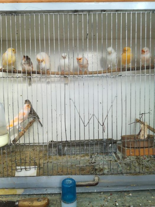 Kanarki samce I samice