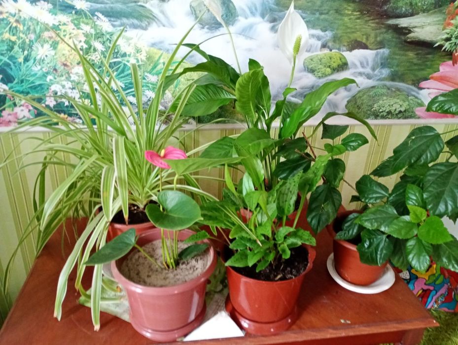 Срочная продажа комнатных цветов в вазонах для офиса и дома.