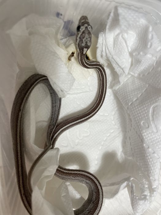 Wąż zbożowy z kompetnym wyposażeniem