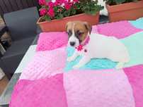 Sprzedam Jack Russell Terrier Suczka