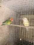 Casal de agapornis-pyrrura - kakariqui- canário