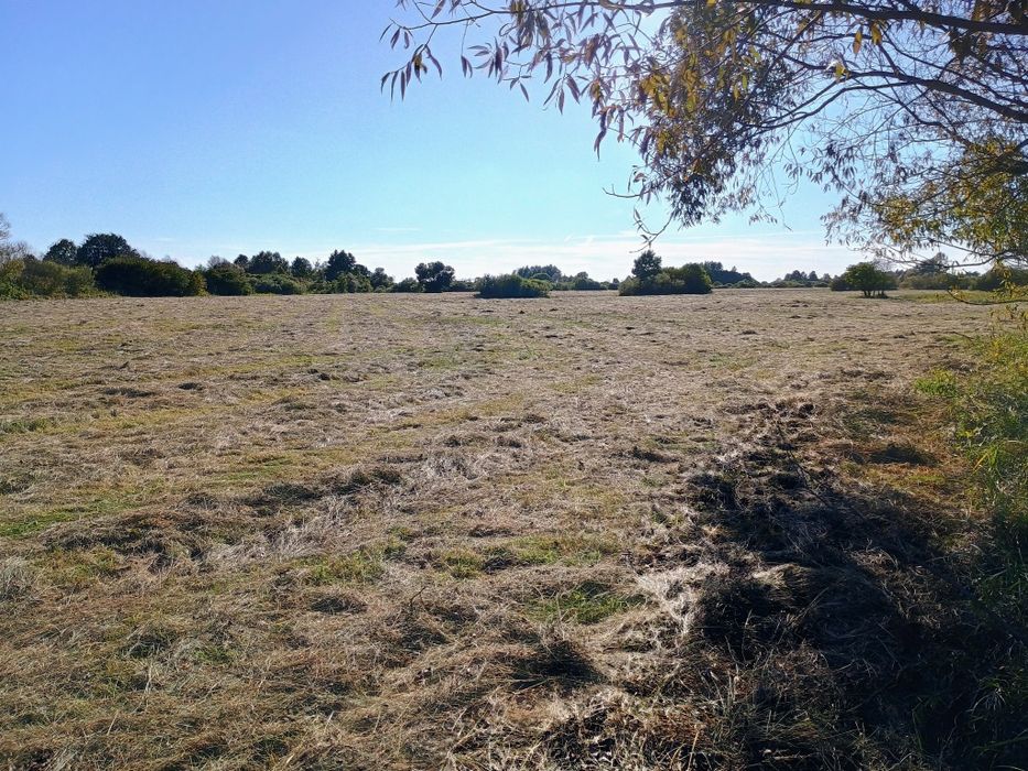 Siano naturalne pogodne bele dla koni krów I pokos 2025