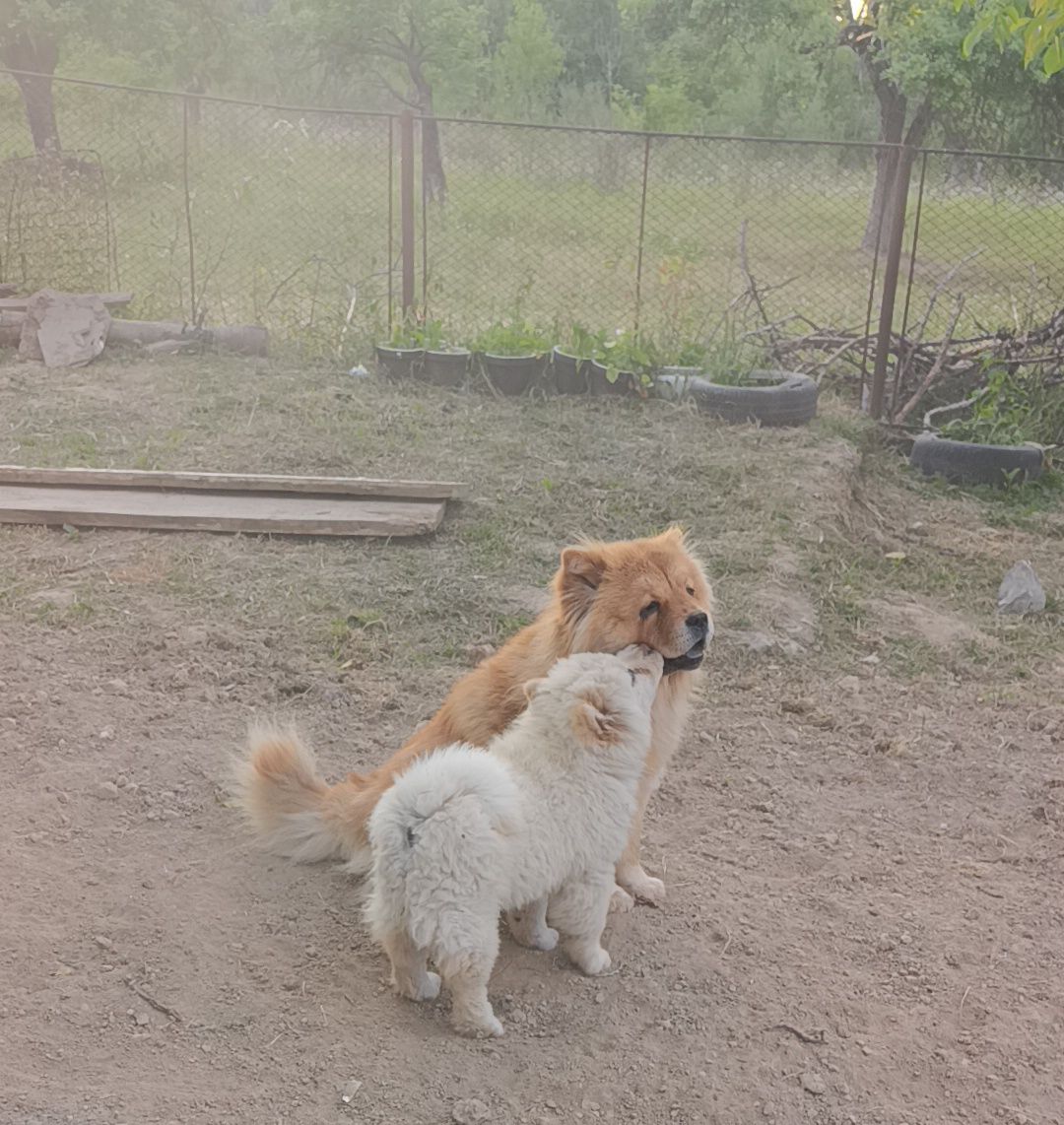 Чау чау питомник