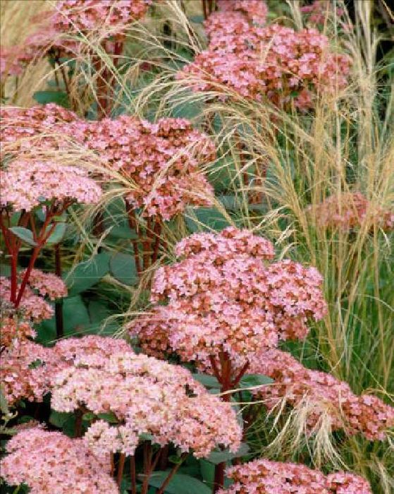 Садовые растения суккуленты седум очитки эхеверии молодило