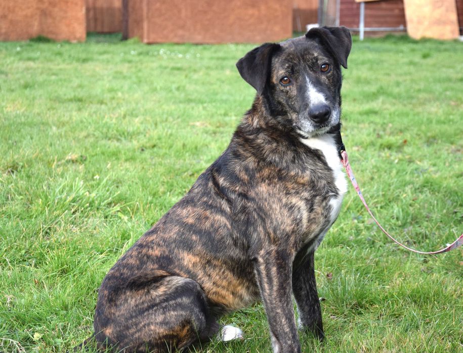 Cudny, fantastyczny, przekochany, przytulasny, bezdomny szuka domu