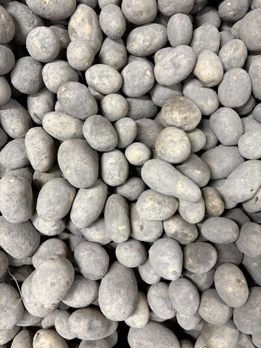 Ziemniaki w kalibrze sadzeniaka soraya