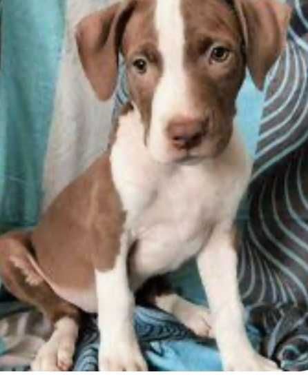 Продаються цуценята Американського Підбультерєра!!!