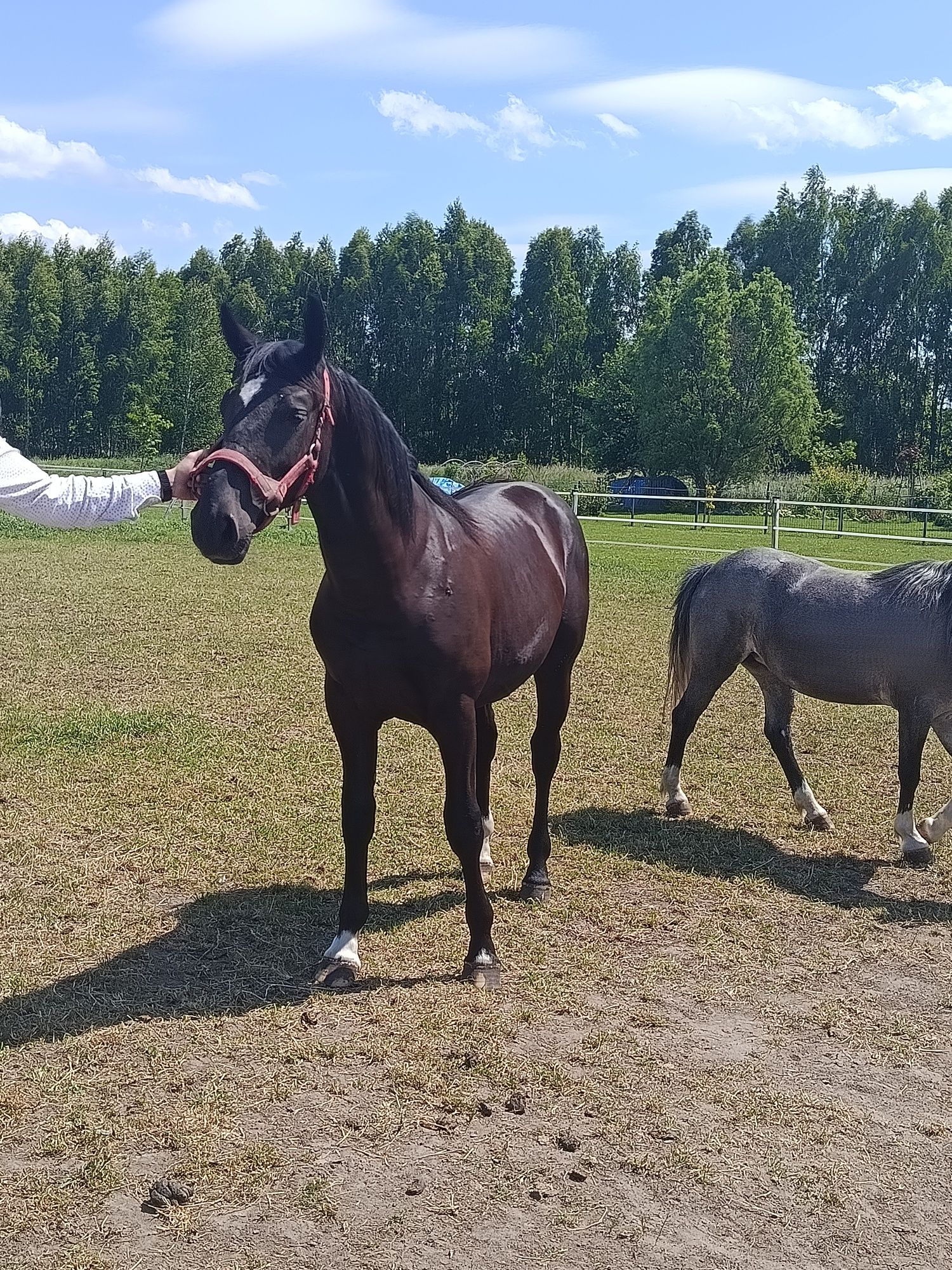 Sprzedam klacz śląską