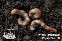 Krocionóg Spirostreptus sp. “Tanzania” Wije Karaczany Ślimaki Stonoga