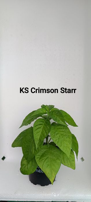 Plantas de malaguetas ardência nuclear (extrema)