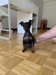 Pinscher macho companheiro
