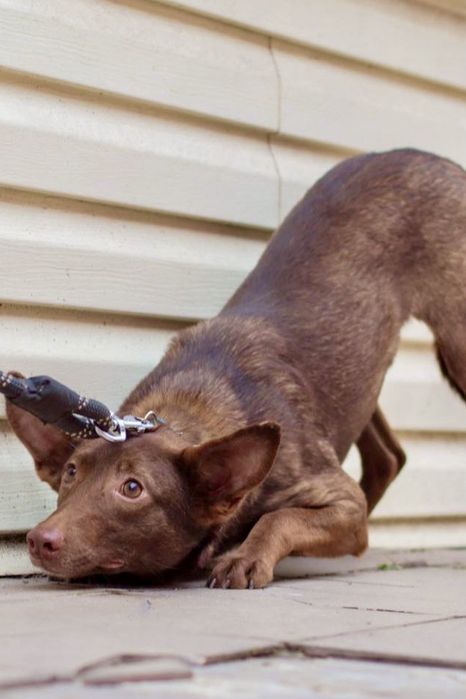 Милая собачуля ищет дом