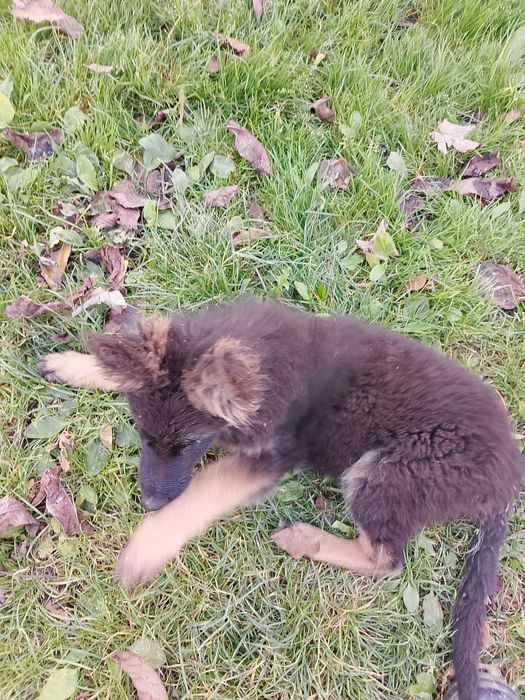 Szczeniaki w typie owczarka