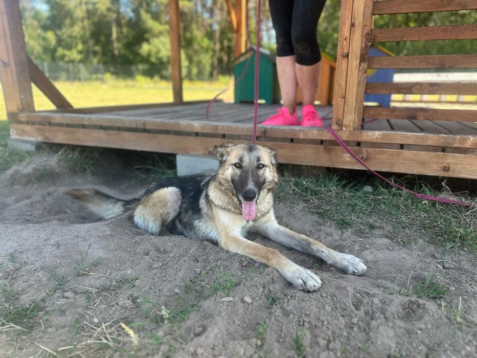 Młoda, towarzyska i oddana suczka poleca się do adopcji