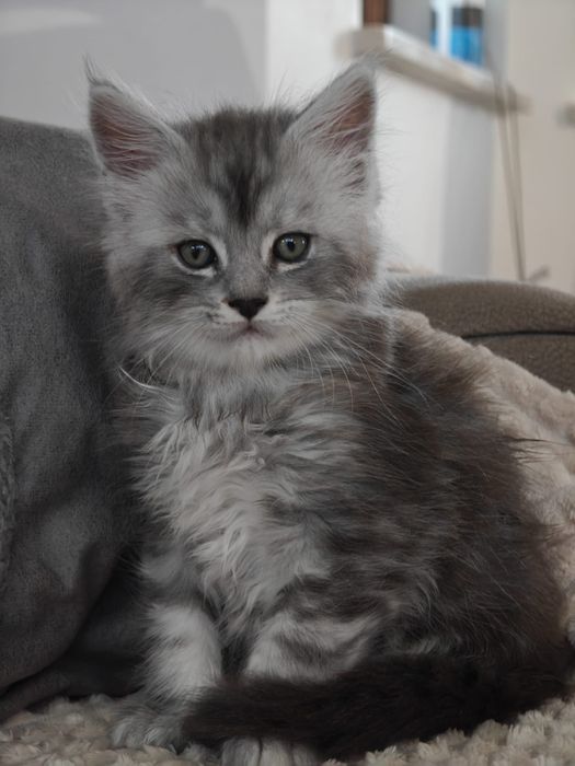 Ernest przecudny kocurek rezerwacja