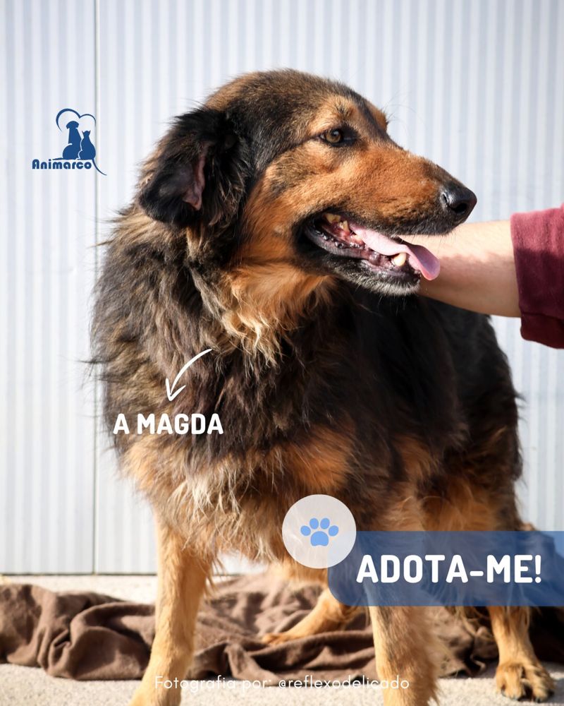 Magda cadela medio - grande para adoção