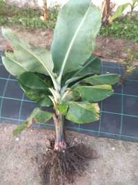 Bananeira Musa plantas